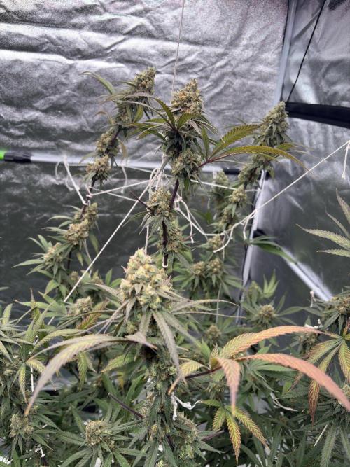 Black Sugar 2.0. Week 16