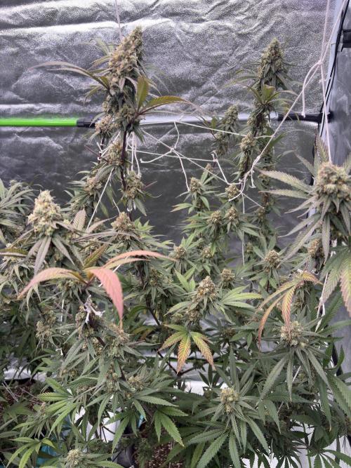 Black Sugar 2.0. Week 16