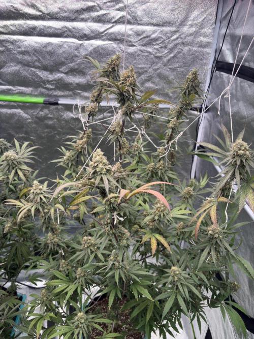 Black Sugar 2.0. Week 16