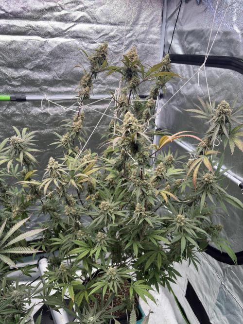 Black Sugar 2.0. Week 16