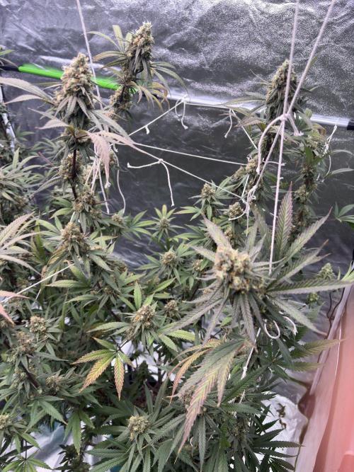 Black Sugar 2.0. Week 16