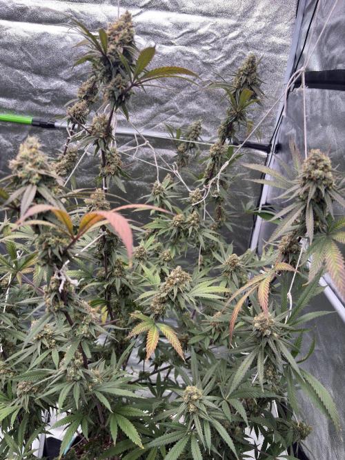 Black Sugar 2.0. Week 16