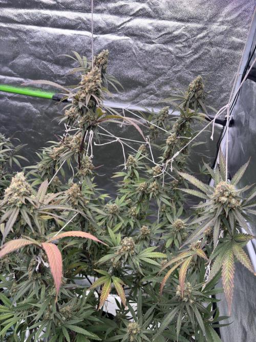 Black Sugar 2.0. Week 16