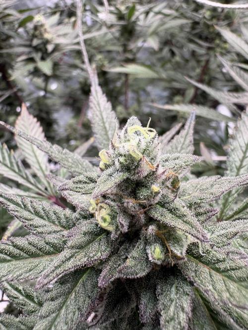 Lemon Cherry Gelato. Week 16