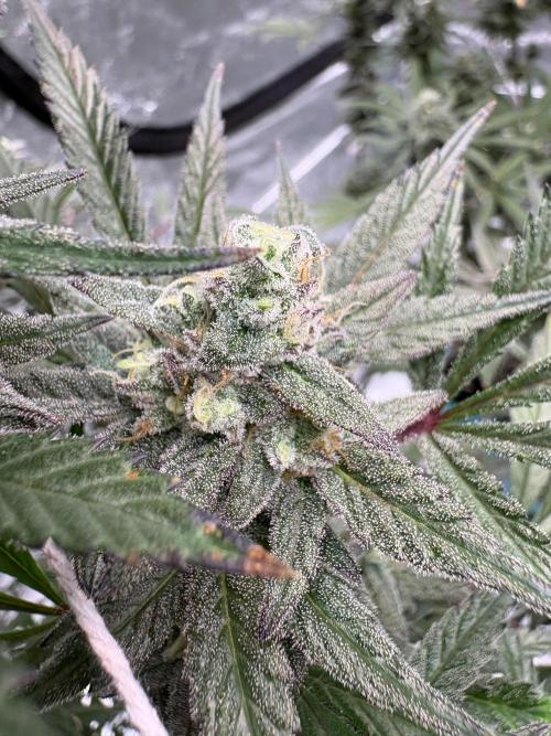 Lemon Cherry Gelato. Week 16