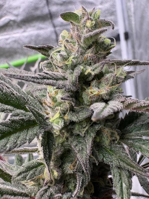 Lemon Cherry Gelato. Week 16