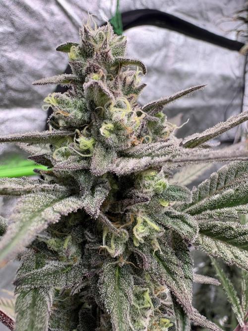 Lemon Cherry Gelato. Week 16