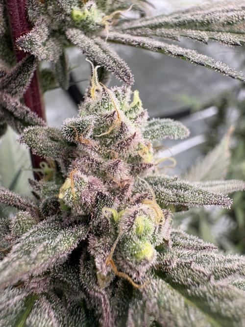 Lemon Cherry Gelato. Week 16