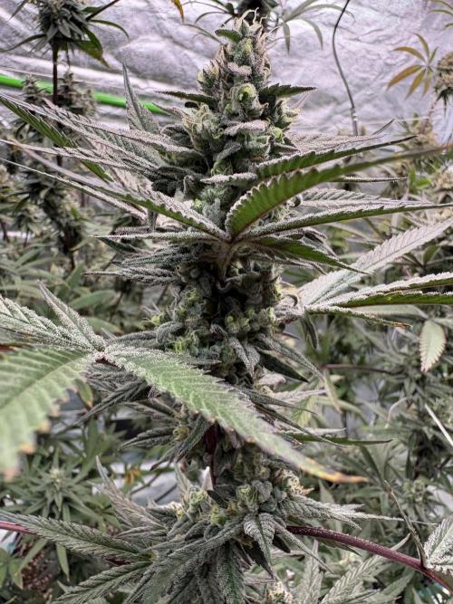 Lemon Cherry Gelato. Week 16