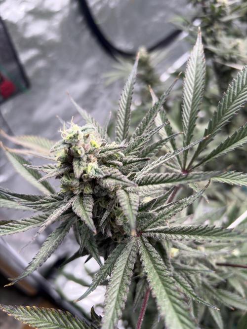 Lemon Cherry Gelato. Week 16