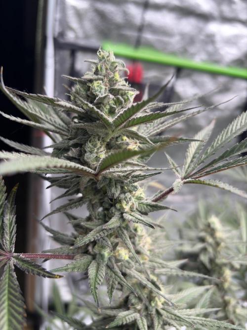 Lemon Cherry Gelato. Week 16