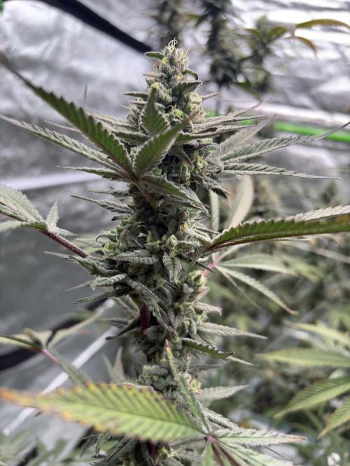 Lemon Cherry Gelato. Week 16