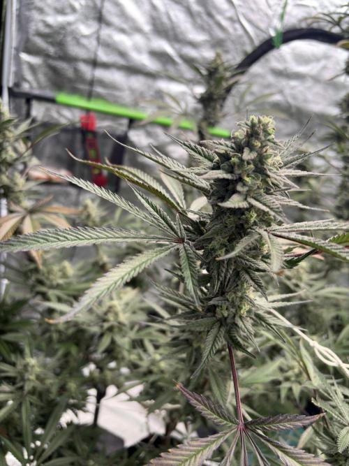 Lemon Cherry Gelato. Week 16