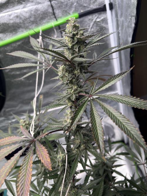 Lemon Cherry Gelato. Week 16