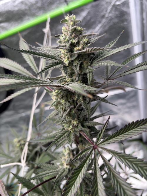 Lemon Cherry Gelato. Week 16