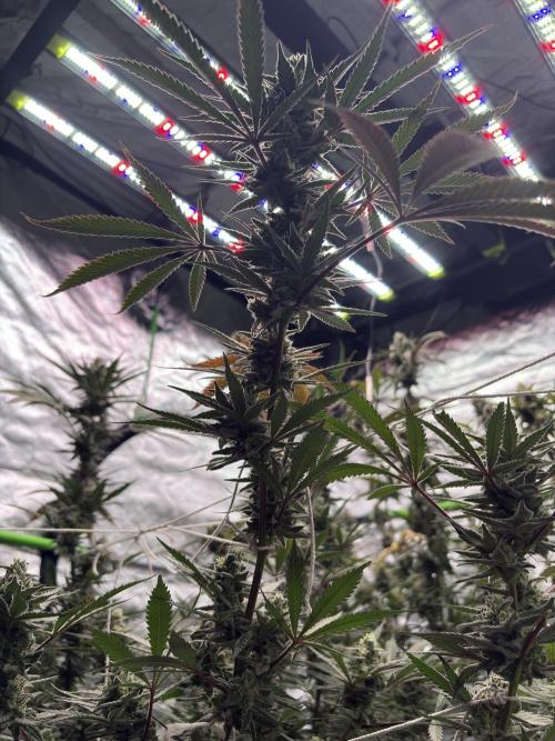 Lemon Cherry Gelato. Week 16