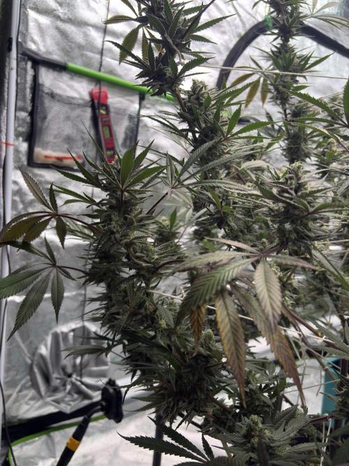 Lemon Cherry Gelato. Week 16