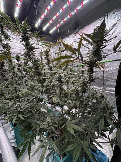 Lemon Cherry Gelato. Week 16