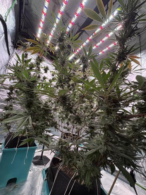 Lemon Cherry Gelato. Week 16