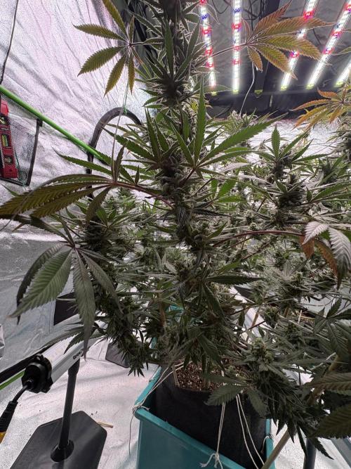 Lemon Cherry Gelato. Week 16