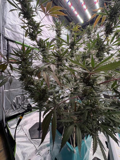 Lemon Cherry Gelato. Week 16