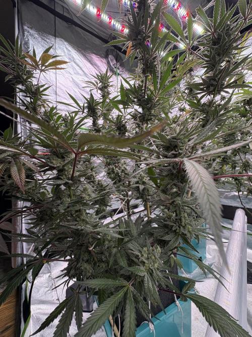 Lemon Cherry Gelato. Week 16