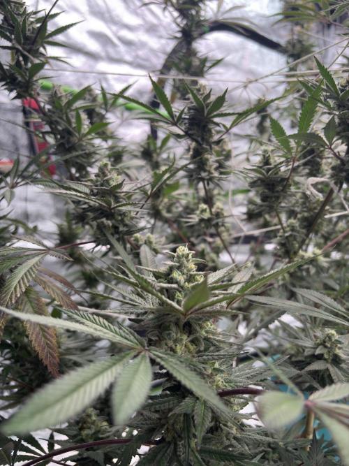 Lemon Cherry Gelato. Week 16