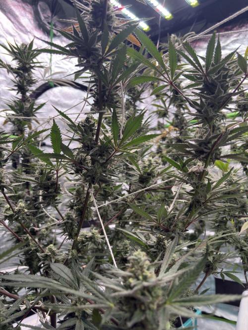 Lemon Cherry Gelato. Week 16