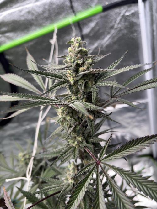 Lemon Cherry Gelato. Week 16