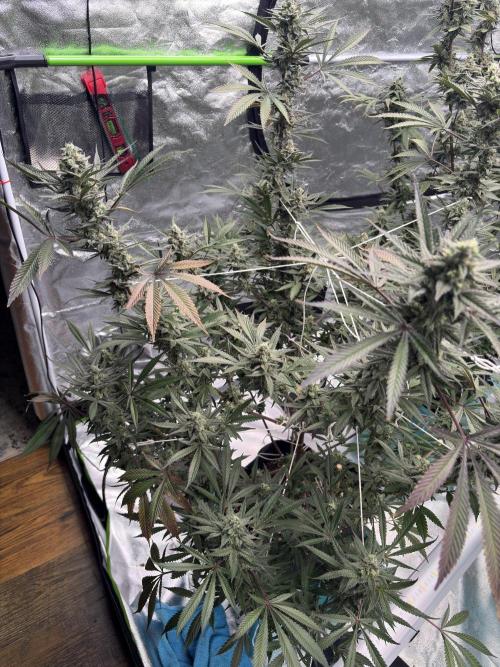 Lemon Cherry Gelato. Week 16