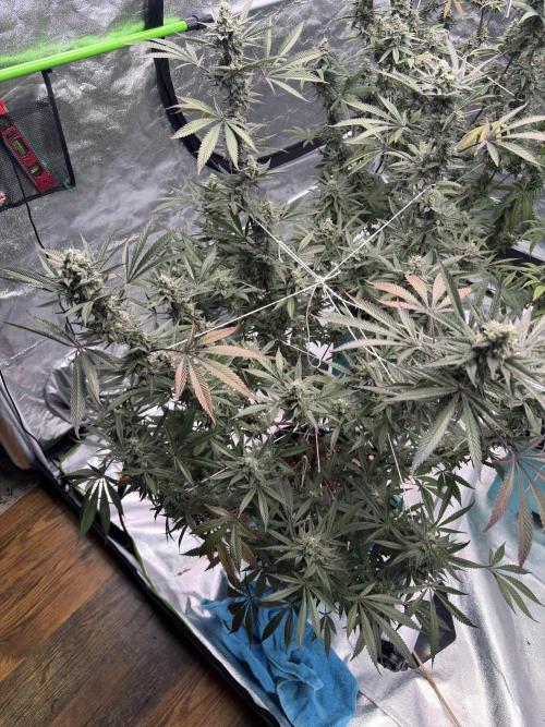 Lemon Cherry Gelato. Week 16