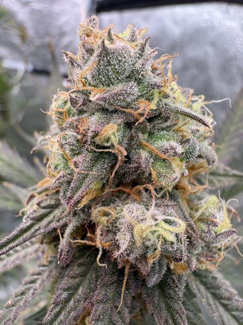 Black Sugar 2.0. Week 17