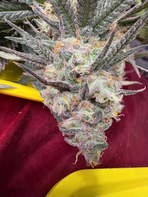 Black Sugar 2.0. Week 17