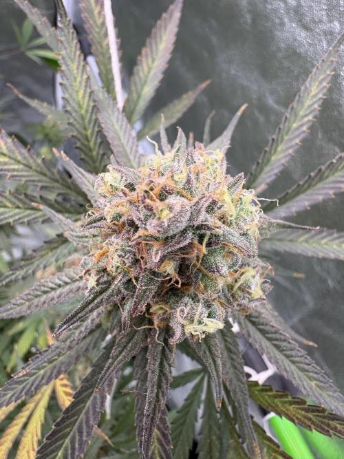 Black Sugar 2.0. Week 17