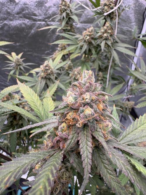 Black Sugar 2.0. Week 17