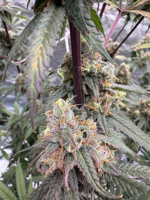 Black Sugar 2.0. Week 17