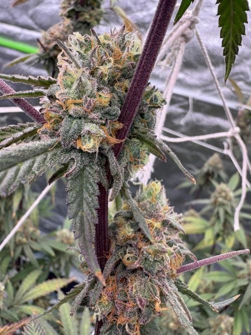 Black Sugar 2.0. Week 17