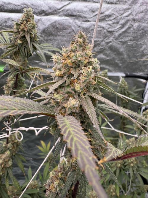 Black Sugar 2.0. Week 17