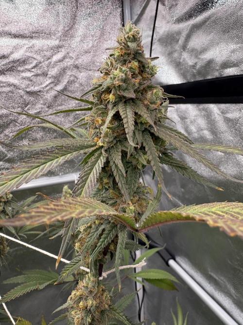 Black Sugar 2.0. Week 17