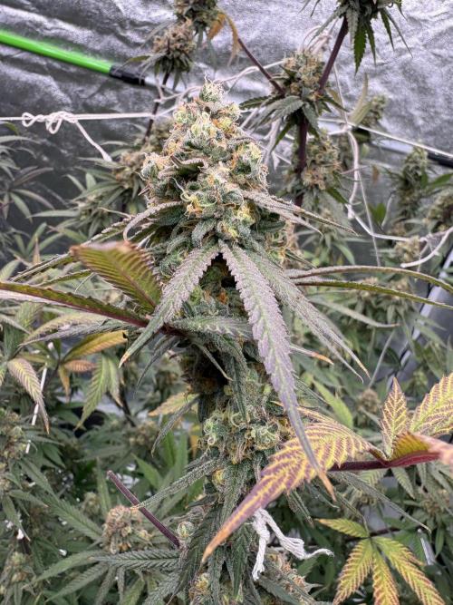 Black Sugar 2.0. Week 17