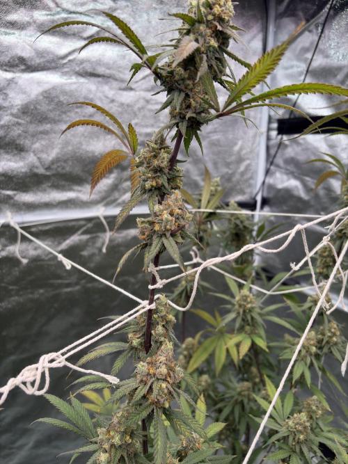 Black Sugar 2.0. Week 17