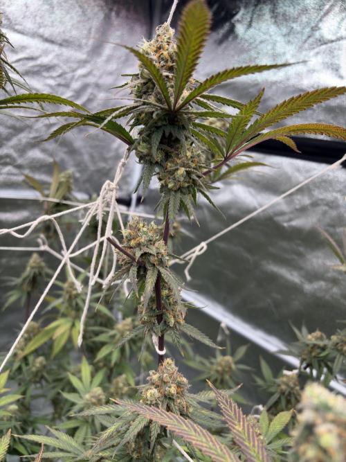 Black Sugar 2.0. Week 17