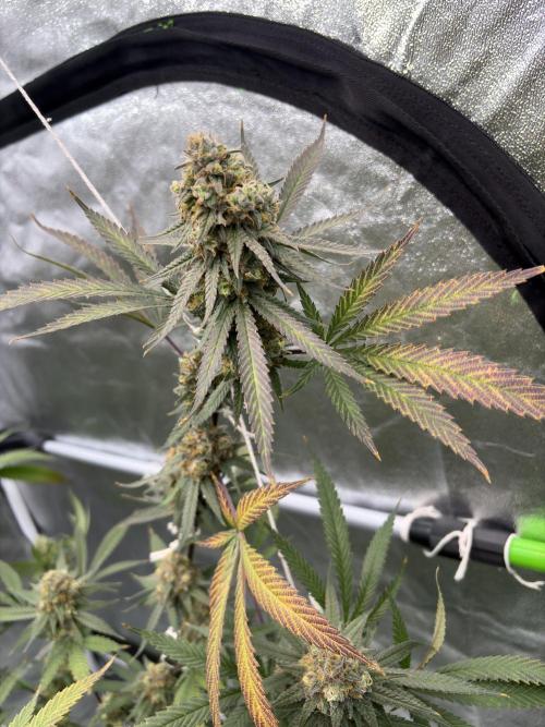 Black Sugar 2.0. Week 17