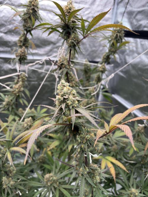 Black Sugar 2.0. Week 17