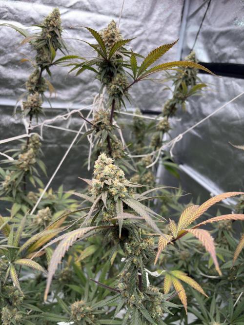 Black Sugar 2.0. Week 17