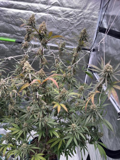 Black Sugar 2.0. Week 17