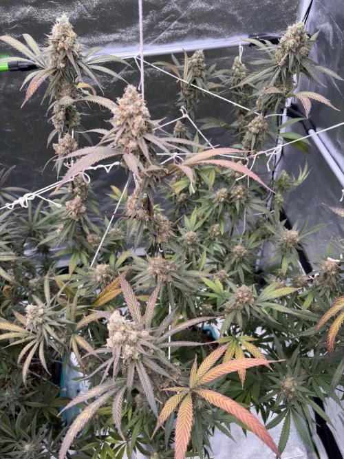 Black Sugar 2.0. Week 17