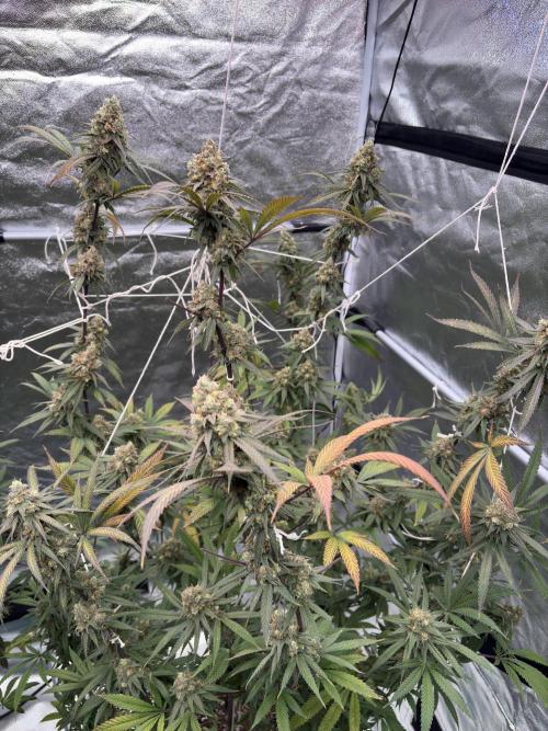 Black Sugar 2.0. Week 17