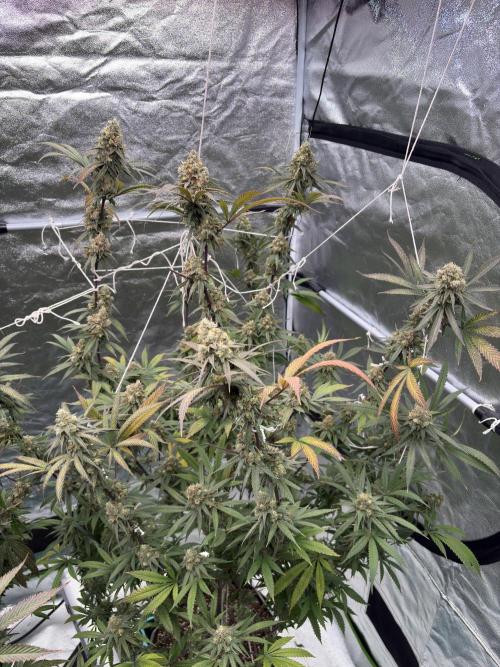 Black Sugar 2.0. Week 17