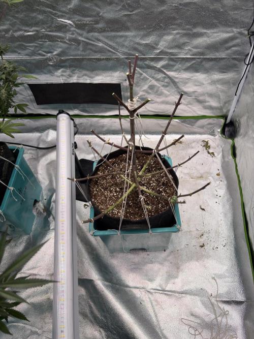 Black Sugar 2.0. Week 17